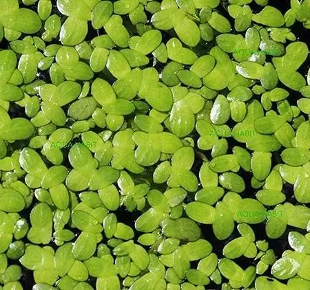 Duckweed