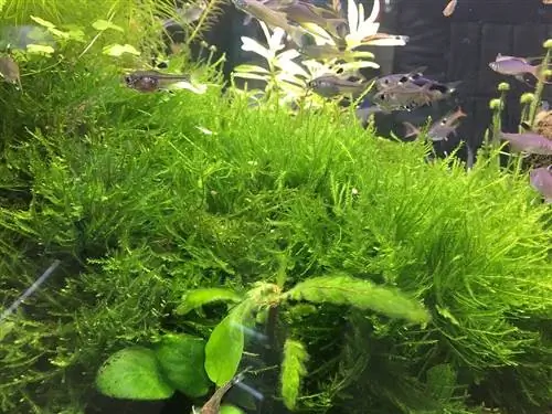 java moss