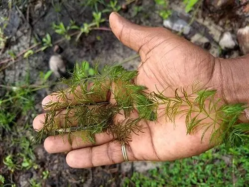 Φυτά ενυδρείου Hornwort