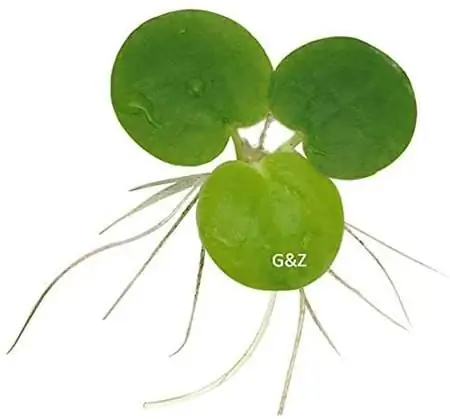 Amazon Frogbit