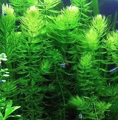 Hornwort