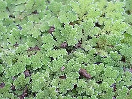 Azolla