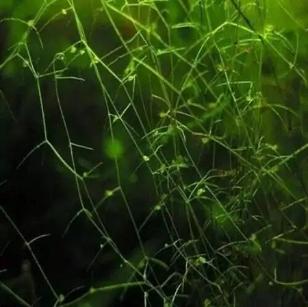 Floating Bladderwort