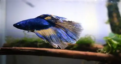 niebieska ryba betta