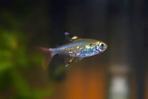 rentgena tetra