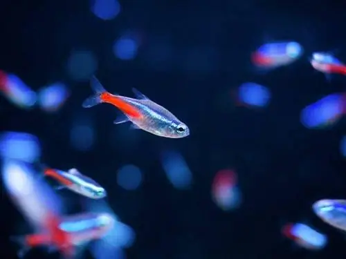 Neon Tetra Temperatuurgids 2023: Ideale temperatuur & Meer