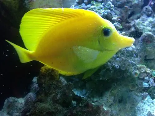 4 I migliori trattamenti per il prurito di acqua salata nei pesci d'acquario