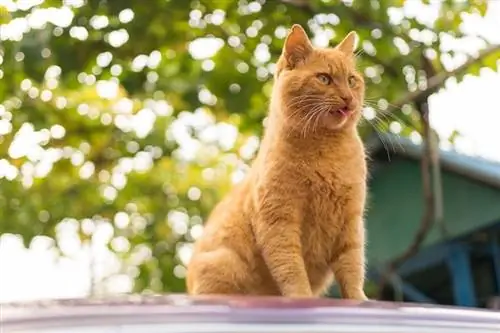 Red-sáng-cat_ksuha-scherbakova_shutterstock