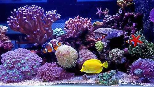 s altwater tank clownfish tropical ntses coral