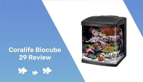 Coralife Biocube 29 مراجعة 2023: إيجابيات ، سلبيات ، حكم &