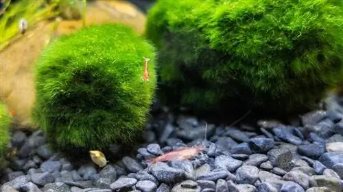 pulang cherry shrimp at moss balls