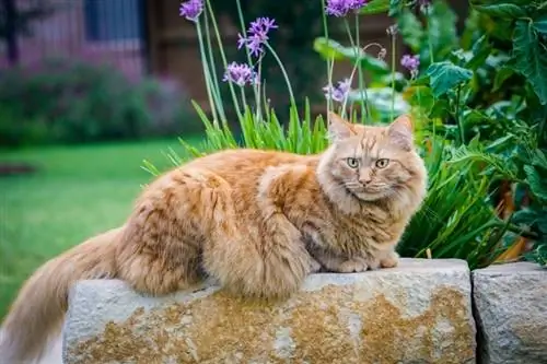 Orange Maine Coon: feiten, oorsprong & Geschiedenis (met afbeeldingen)