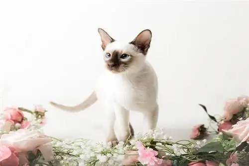 Chocolate Point Siamese: Facts, Origin & Historia (Med bilder)