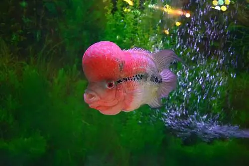 2023 yilda Flowerhorn Cichlids uchun 8 ta eng yaxshi filtr – sharhlar & Eng yaxshi tanlovlar