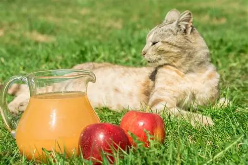 Maaari bang Uminom ang Pusa ng Apple Juice? Ang Nakakagulat na Sagot