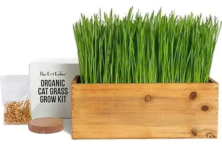 Cat Dame Cat Grass Kit & dekorativ træplantekasse