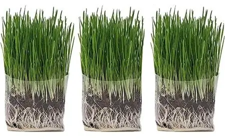 Cat Ladies Organic Pet Grass Grow Kit, 3 kpl