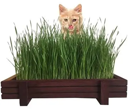 Microgreen Pros Cat Grass untuk Kit Kucing Dalam Ruangan dengan Rustic Wood Planter