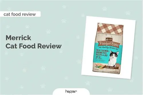 Merrick Cat Food Review 2023. Հիշում է, կողմ & Դեմ