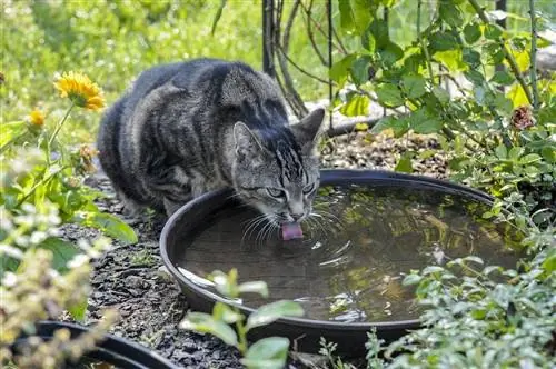 kissa juomassa suolavettä