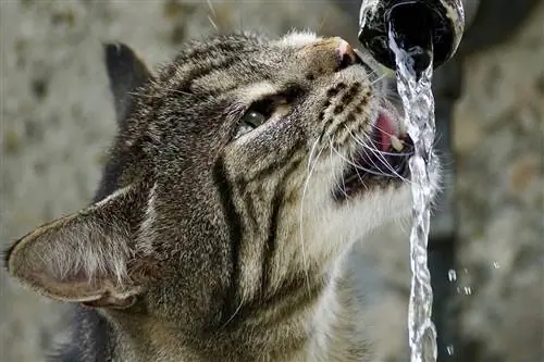 Bolehkah Kucing Minum Air Masin? Apa yang Anda Perlu Tahu