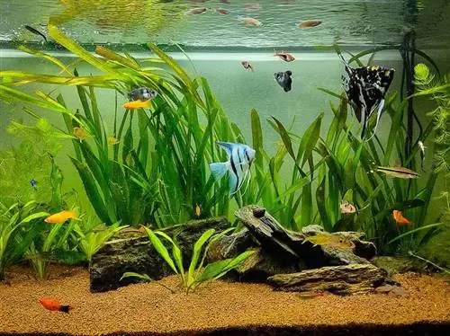 tanktaki platy ve diğer balıklar