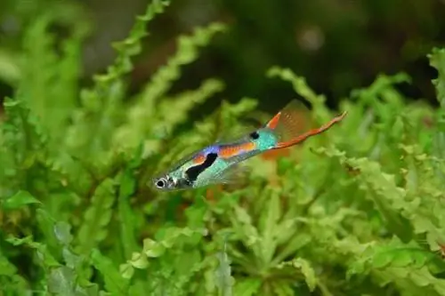 samaki guppy katika tank na mimea