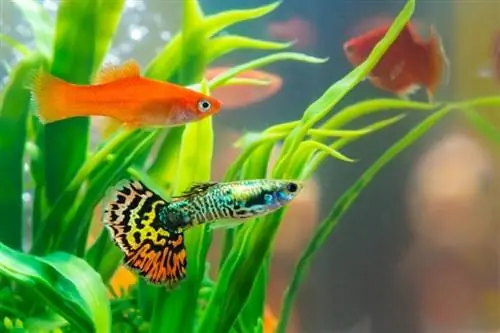 guppy na goldfish katika tank