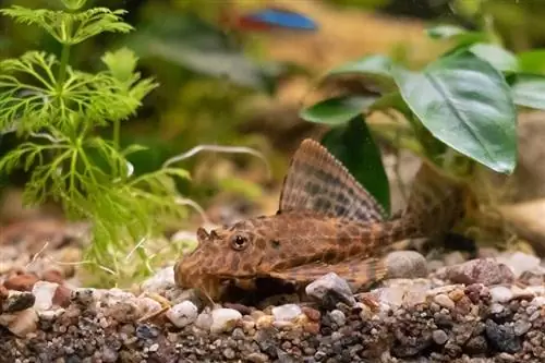 Kloun Pleco