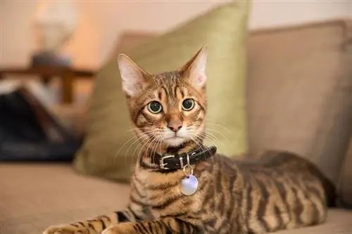 toyger-kitten-with-collar_stockelements_shutterstock