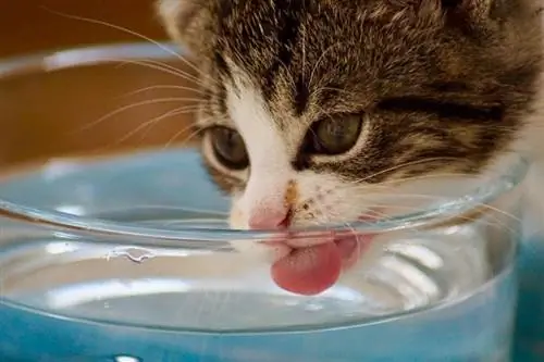 gatito bebiendo agua de un recipiente de vidrio