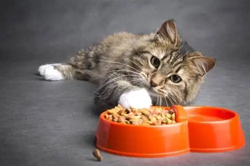 kitten with cat food_fantom_rd, Shutterstock