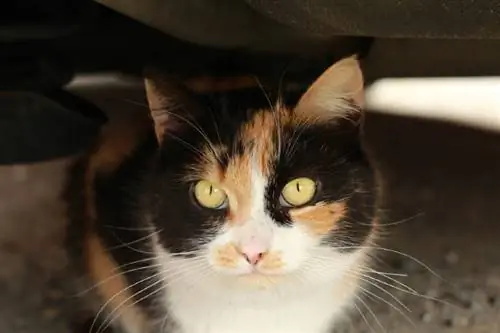 calico ragamuffin pişiyi