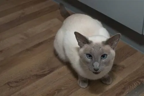 ტორტი წერტილი siamese_Piqsels