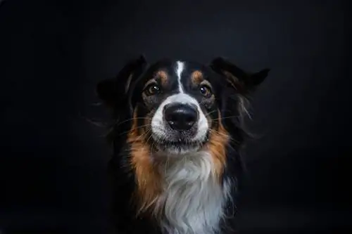 Dreifarbiger Border Collie