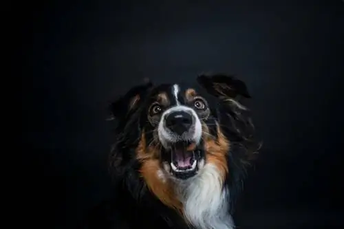 Trefärgad Border Collie