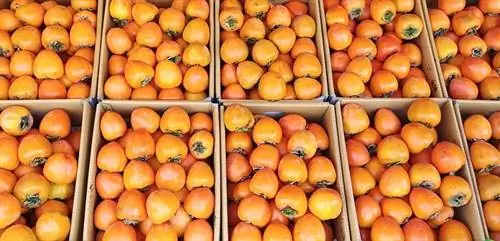 Je, Mbwa Wanaweza Kula Persimmons? Ukweli wa Lishe & Mwongozo wa Usalama