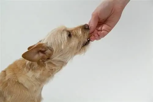 Cane che viene nutrito