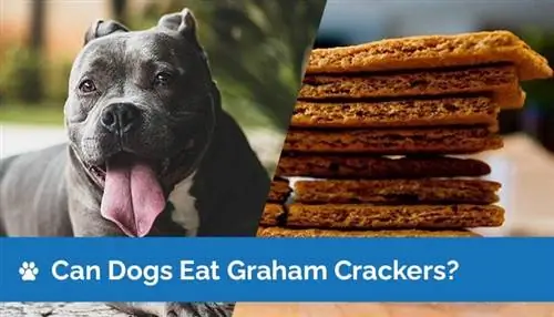 I cani possono mangiare i cracker Graham? Valori nutrizionali & Guida alla sicurezza