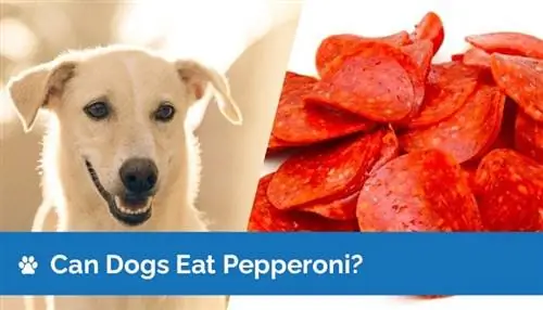 Chó có ăn được Pepperoni không? Thông tin dinh dưỡng & Hướng dẫn an toàn