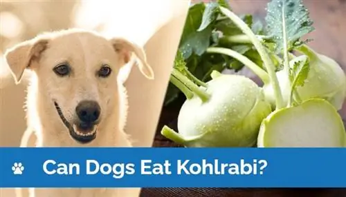 Kan hundar äta kålrabbi? Veterinär godkänd fakta & FAQ