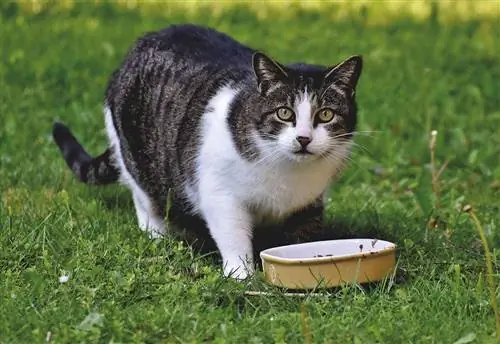 Makan kucing, piring di taman