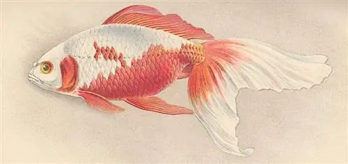 watonai goldfishfish