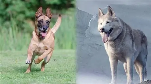 Belusky (Beļģijas Malinoisa & Husky Mix): informācija, attēli, raksturojums & fakti