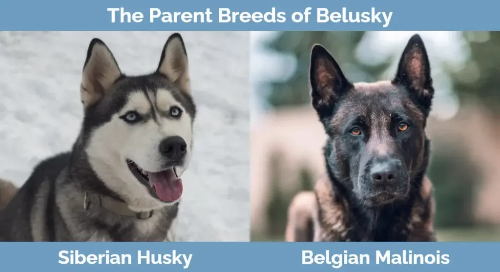 Les races parentales de Belusky