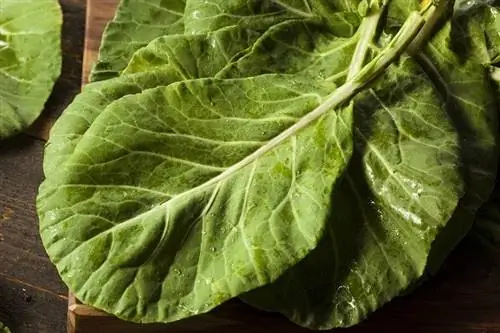 Môžu mačky jesť Collard Greens? Čo potrebuješ vedieť