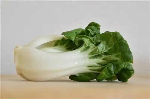 Vai kaķi var ēst Bok Choy? Vet pārskatīti riski & priekšrocības izskaidrotas