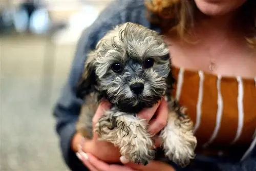 shih poo puppy