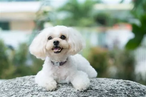 shih poo