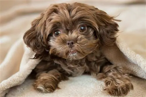 Shih-Poo (Shih-Tzu & Puddelmix) Info, Billeder, Fakta, Personlighed